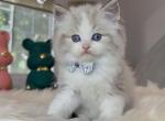 Blue bicolor male - Ragdoll Kitten For Sale - Fontana, CA, US