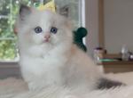 Blue color male - Ragdoll Kitten For Sale - Fontana, CA, US