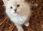 Leon - Siberian Kitten For Sale - North Port, FL, US