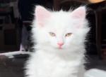 Current Turkish Angora Kitten - Turkish Angora Kitten For Sale - Corona, CA, US