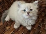 Ash - Siberian Kitten For Sale - North Port, FL, US