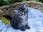 Future nonwhite Turkish Angora Kittens - Turkish Angora Kitten For Sale - 