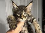 Garry - Maine Coon Kitten For Sale - Hollywood, FL, US