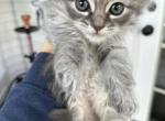 Squirrel - Siberian Kitten For Sale - Ellicott City, MD, US