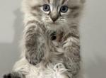 Burrito - Siberian Kitten For Sale - Ellicott City, MD, US