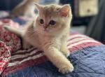 Jerry - Scottish Straight Kitten For Sale - Phoenix, AZ, US