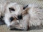 Petersons III - Balinese Kitten For Sale - Richland, WA, US