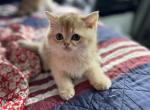 Jerry - Scottish Straight Kitten For Sale - Northridge, CA, US