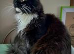 Nova's Beauty - Maine Coon Cat For Sale/Retired Breeding - Waukesha, WI, US