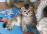 Kevin - Scottish Fold Kitten For Sale - New York, NY, US