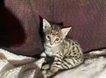 Lucky F2 Girl - Savannah Kitten For Sale - 