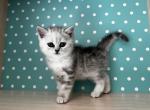 Scottish straight kitten - British Shorthair Kitten For Sale - OH, US