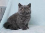 British Shorthair Hellen - Scottish Fold Kitten For Sale - Boston, MA, US