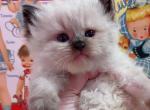 Menelik - Ragdoll Kitten For Sale - Austin, TX, US