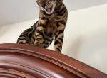 Savanna - Bengal Cat For Sale - Clifton, NJ, US