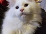 Calcifer - Maine Coon Kitten For Sale - Braham, MN, US