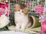 Doll Face Persian kittens for sale - Persian Kitten For Sale - Unionville, MO, US