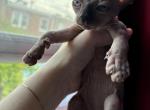 Mofyn - Domestic Kitten For Sale - Philadelphia, PA, US