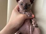 Sacha - Domestic Kitten For Sale - Philadelphia, PA, US