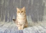 Betty - British Shorthair Cat For Sale - Chicago, IL, US