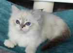 Annette - Ragdoll Kitten For Sale - Miami, FL, US