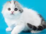 Winter - Scottish Fold Kitten For Sale - Hollywood, FL, US