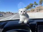 Brian - Scottish Fold Kitten For Sale - Las Vegas, NV, US