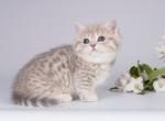 Fiksik - Munchkin Kitten For Sale - Norwalk, CT, US