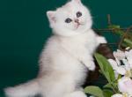 Funtik - Munchkin Kitten For Sale - Norwalk, CT, US