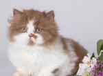 Cerd - Munchkin Kitten For Sale - Norwalk, CT, US