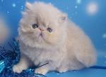 Alisa - Persian Kitten For Sale - Norwalk, CT, US