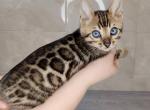 Jack - Bengal Kitten For Sale - Norwalk, CT, US