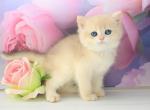 Grisha - British Shorthair Kitten For Sale - Miami, FL, US