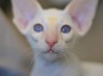 Mikki - Oriental Kitten For Sale - Norwalk, CT, US