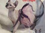 Girl Angel  ELF Ready to go home - Sphynx Kitten For Sale - Lockport, IL, US