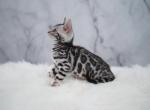 Cleos Silver Litter - Bengal Kitten For Sale - Arvada, CO, US