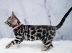 Lola - Bengal Kitten For Sale - Arvada, CO, US