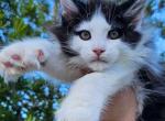 CONVERSE - Maine Coon Kitten For Sale - Pensacola, FL, US