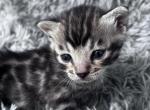 Eden Litter - Bengal Kitten For Sale - 