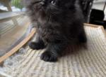 Ginger Black MALE Persian - Persian Kitten For Sale - Farmington, MI, US