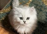 TAMA Shaded Silver MALE Persian - Persian Kitten For Sale - Farmington, MI, US