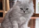 Kuro Shaded Silver MALE Persian - Persian Kitten For Sale - Farmington, MI, US
