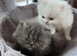 BASIL blue smoke FEMALE Persian - Persian Kitten For Sale - Farmington, MI, US