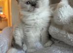 Baby - Ragdoll Kitten For Sale - Newark, DE, US