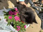 Misha - Persian Kitten For Sale - Fort Worth, TX, US