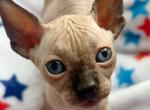 Eartha kitty - Sphynx Kitten For Sale - PA, US