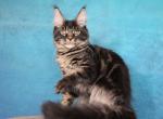 Heda - Maine Coon Kitten For Sale - 