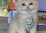 B004 - British Shorthair Kitten For Sale - 