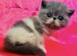 Lily - Exotic Kitten For Sale - Philadelphia, PA, US