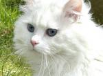 White Male - Siberian Cat For Sale/Service - 